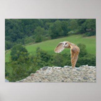 Barn Owl tijdens de vlucht Poster