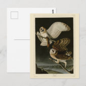 Barn Owl (Tyto alba) Audubon's Birds of America Briefkaart (Voorkant / Achterkant)