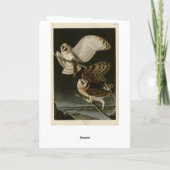 Barn Owl (Tyto alba) Audubon's Birds of America Kaart (Achterkant)