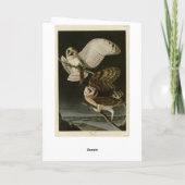 Barn Owl (Tyto alba) Audubon's Birds of America Kaart (Achterkant)