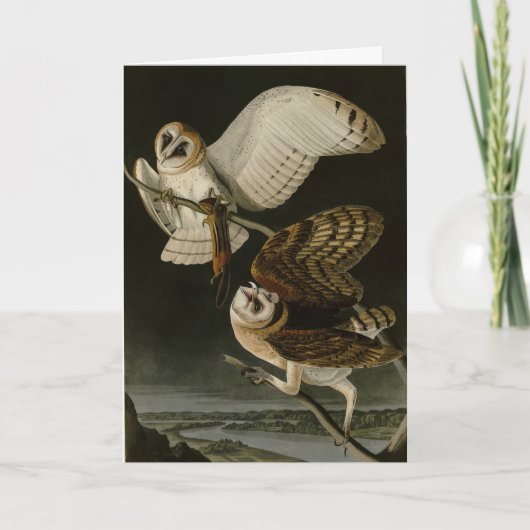 Barn Owl (Tyto alba) Audubon's Birds of America Kaart (Voorkant)