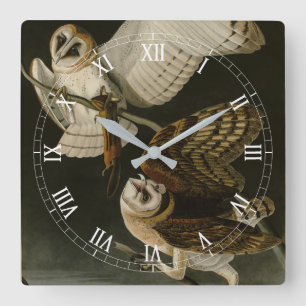 Barn Owl (Tyto alba) Audubon's Birds of America Vierkante Klok