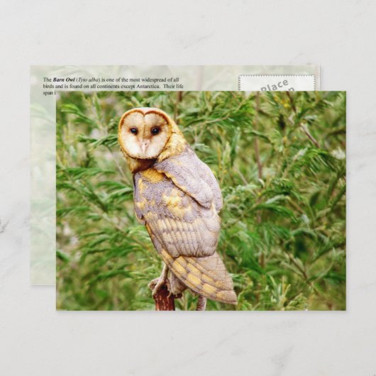 Barn Owl (Tyto alba) Briefkaart (Voorkant / Achterkant)
