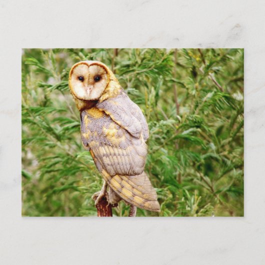 Barn Owl (Tyto alba) Briefkaart (Voorkant)