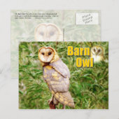 Barn Owl (Tyto alba) Briefkaart (Voorkant / Achterkant)