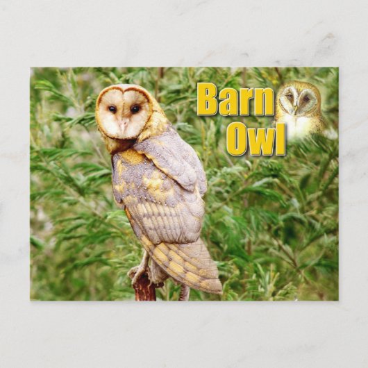 Barn Owl (Tyto alba) Briefkaart (Voorkant)