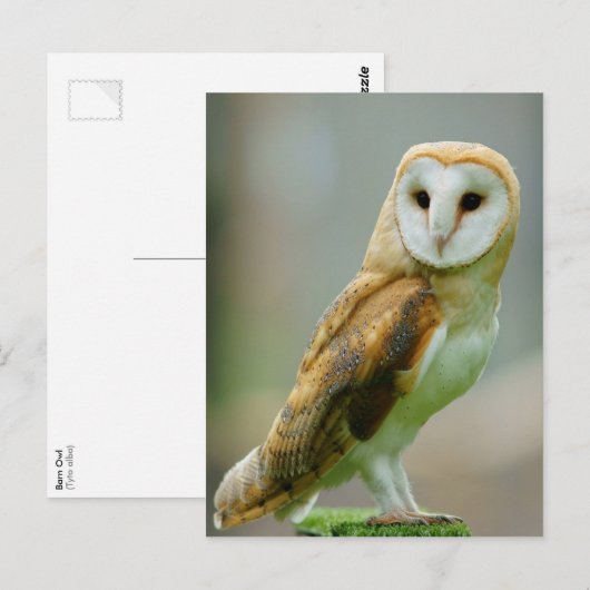 Barn owl (Tyto alba) Briefkaart (Voorkant / Achterkant)