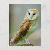 Barn owl (Tyto alba) Briefkaart (Voorkant)