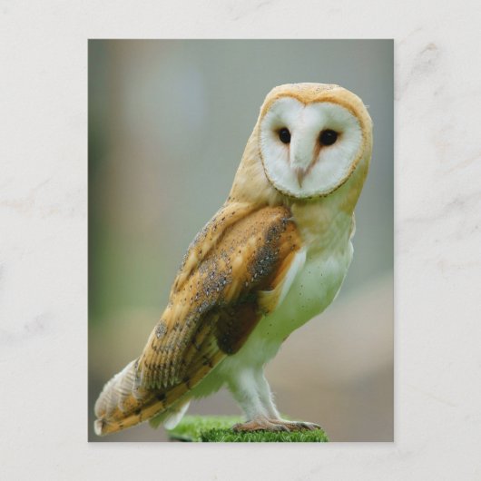 Barn owl (Tyto alba) Briefkaart (Voorkant)