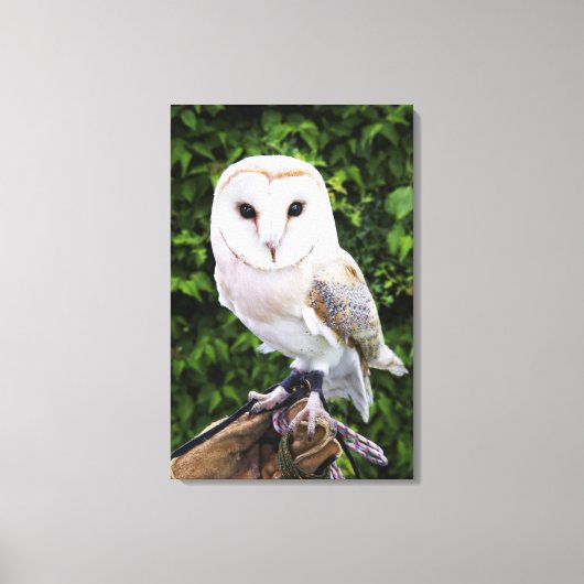 Barn owl (Tyto Alba) over handschoenen Canvas Afdruk (Voorkant)