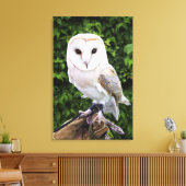 Barn owl (Tyto Alba) over handschoenen Canvas Afdruk (Insitu (Woonkamer))
