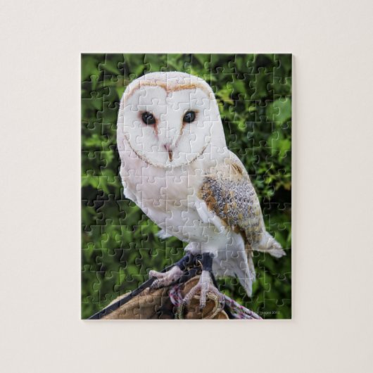 Barn owl (Tyto Alba) over handschoenen Legpuzzel (Verticaal)