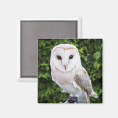 Barn owl (Tyto Alba) over handschoenen Magneet (Voorkant / Achterkant)