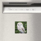 Barn owl (Tyto Alba) over handschoenen Magneet (Insitu (Vaatwasser))