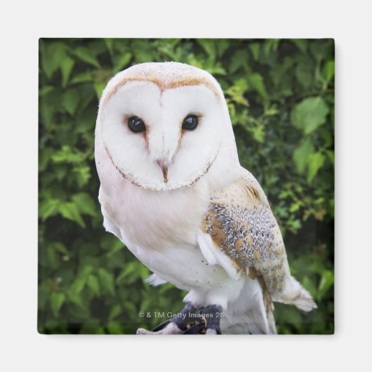 Barn owl (Tyto Alba) over handschoenen Magneet (Voorkant)