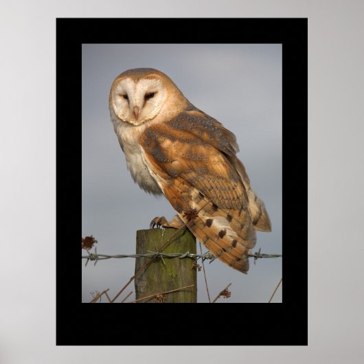 Barn Owl (Tyto alba). Poster door cARTerART (Voorkant)