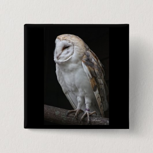 Barn Owl Vierkante Button 5,1 Cm (Voorkant)