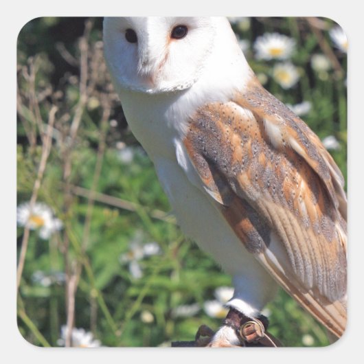 Barn Owl Vierkante Sticker (Voorkant)