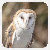 Barn Owl Vierkante Sticker (Voorkant)