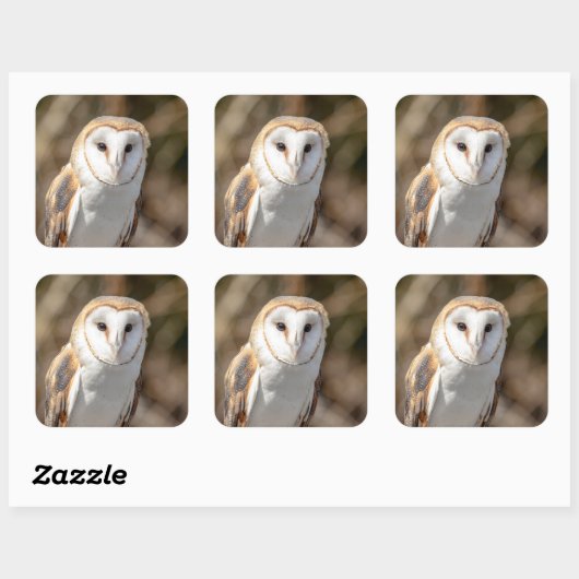 Barn Owl Vierkante Sticker (Vel)