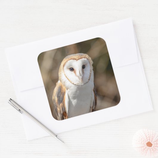 Barn Owl Vierkante Sticker (Envelop)