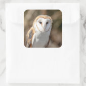 Barn Owl Vierkante Sticker (Tas)