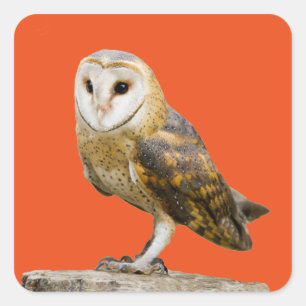 Barn Owl Vierkante Sticker