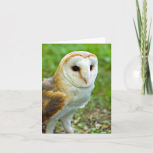 Barn Owl Wenskaart Bedankkaart