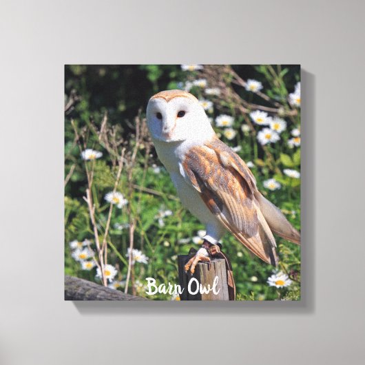Barn Owl White Face Stretted Canvas Print (Voorkant)