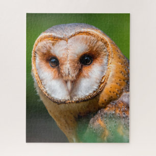 Barn Owls - Birds of Prey. Legpuzzel