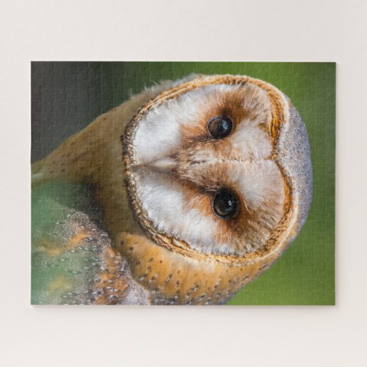Barn Owls - Birds of Prey. Legpuzzel (Horizontaal)