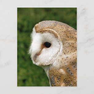 BARN OWLS BRIEFKAART