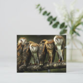 Barn Owls Briefkaart (Staand voorkant)