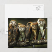 Barn Owls Briefkaart (Voorkant / Achterkant)