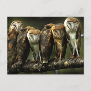 Barn Owls Briefkaart
