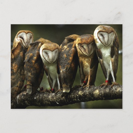 Barn Owls Briefkaart (Voorkant)