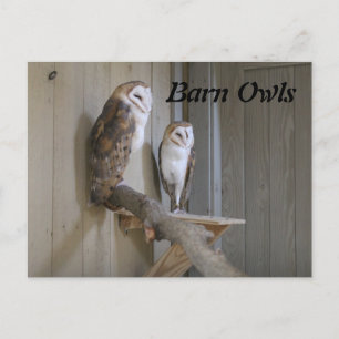 Barn Owls Briefkaart