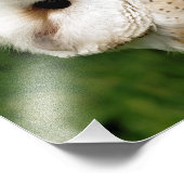 BARN OWLS FOTO AFDRUK (Hoek)