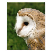 BARN OWLS FOTO AFDRUK (Voorkant)