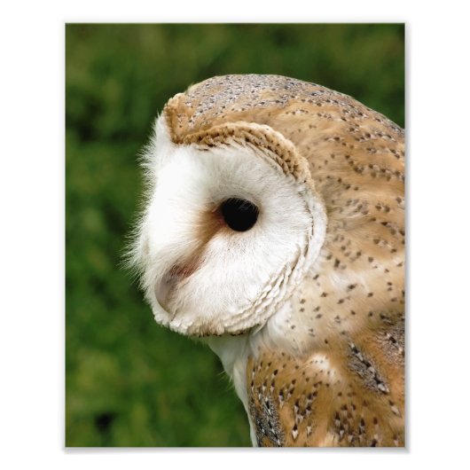 BARN OWLS FOTO AFDRUK (Voorkant)