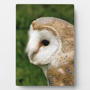 BARN OWLS FOTOPLAAT