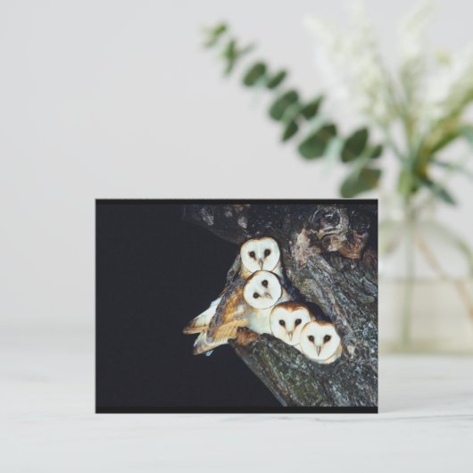 Barn Owls in a Tree Briefkaart (Staand voorkant)