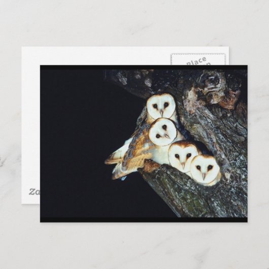 Barn Owls in a Tree Briefkaart (Voorkant / Achterkant)