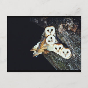 Barn Owls in a Tree Briefkaart