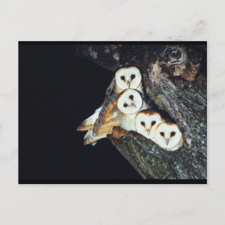 Barn Owls in a Tree Briefkaart