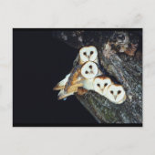 Barn Owls in a Tree Briefkaart (Voorkant)