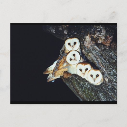 Barn Owls in a Tree Briefkaart (Voorkant)