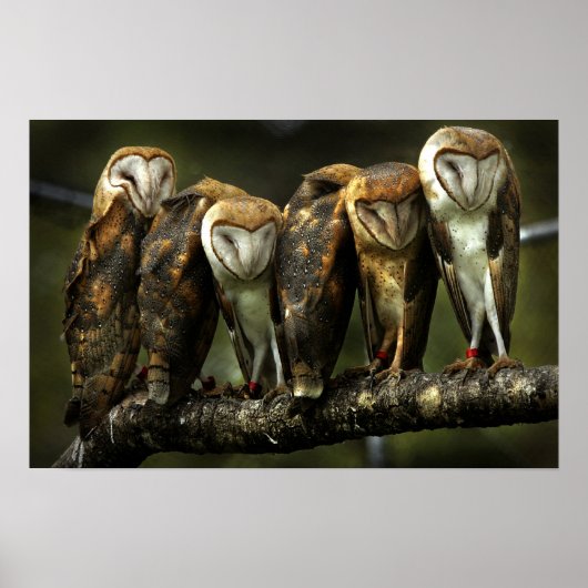 Barn Owls print (Voorkant)