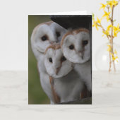 Barn owls schotlandkaart kaart (Gele Bloem)