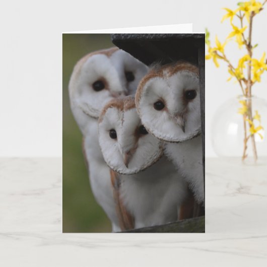 Barn owls schotlandkaart kaart (Gele Bloem)